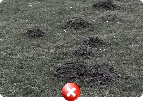 Montículos de tierra causados por topos en un césped